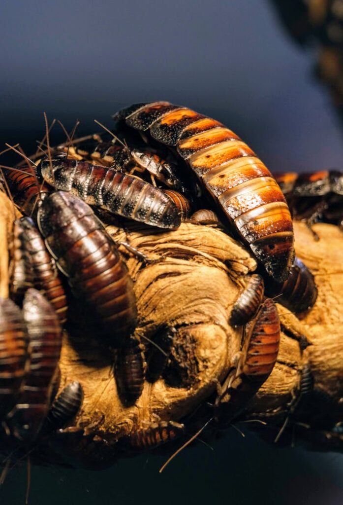 Crafting Captivating Headlines: Your awesome post title goes here Detail photograph of Madagascar Hissing Cockroaches clustering on a wooden branch in natural habitat.
