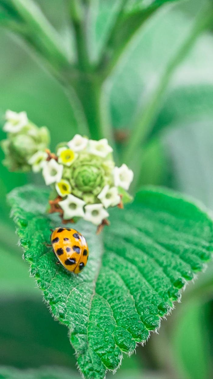 pexels photo 32654457.jpeg